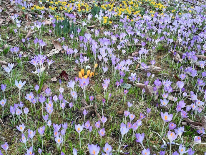 Crocuses and aconites in the garden at the Shropshire house